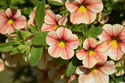 Volcano Sunrise Calibrachoa (Calibrachoa 'Volcano Sunrise') at Lakeshore Garden Centres