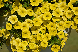 Unique Golden Yellow Calibrachoa (Calibrachoa 'Unique Golden Yellow') at Lakeshore Garden Centres