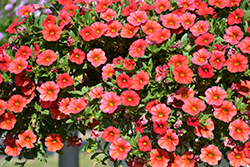 Unique Light Red Calibrachoa (Calibrachoa 'Unique Light Red') at Lakeshore Garden Centres