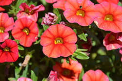 Unique Light Red Calibrachoa (Calibrachoa 'Unique Light Red') at Lakeshore Garden Centres