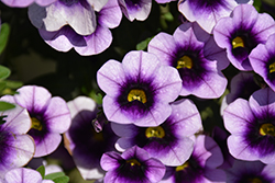 Superbells Blue Moon Punch Calibrachoa (Calibrachoa 'Superbells Blue Moon Punch') at Lakeshore Garden Centres