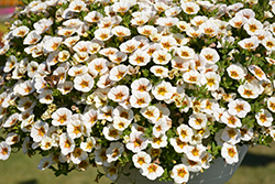 Superbells Frostfire Calibrachoa (Calibrachoa 'Superbells Frostfire') at Lakeshore Garden Centres