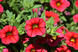 Calipetite Red Calibrachoa (Calibrachoa 'Calipetite Red') at Lakeshore Garden Centres