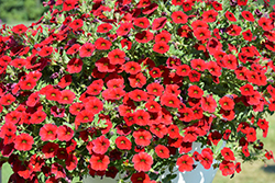 Million Bells Mounding Compact Deep Red Calibrachoa (Calibrachoa 'Million Bells Mounding Compact Deep Red') at Lakeshore Garden Centres