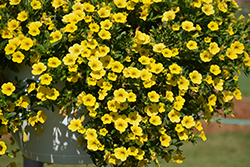 Million Bells Mounding Neon Yellow Calibrachoa (Calibrachoa 'Million Bells Mounding Neon Yellow') at Lakeshore Garden Centres