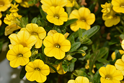 Million Bells Mounding Neon Yellow Calibrachoa (Calibrachoa 'Million Bells Mounding Neon Yellow') at Lakeshore Garden Centres