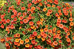 Callie Orange Sunrise Calibrachoa (Calibrachoa 'Callie Orange Sunrise') at Lakeshore Garden Centres