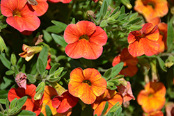 Callie Orange Sunrise Calibrachoa (Calibrachoa 'Callie Orange Sunrise') at Lakeshore Garden Centres