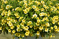 Calitastic Gold Calibrachoa (Calibrachoa 'Wescacalisgo') at Lakeshore Garden Centres