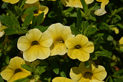 Calitastic Gold Calibrachoa (Calibrachoa 'Wescacalisgo') at Lakeshore Garden Centres