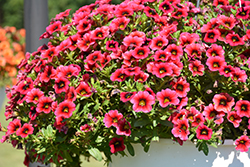 Calitastic Plumberry Pop Calibrachoa (Calibrachoa 'Wescacalisplupu') at Lakeshore Garden Centres