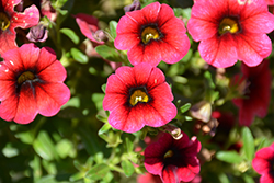Calitastic Plumberry Pop Calibrachoa (Calibrachoa 'Wescacalisplupu') at Lakeshore Garden Centres