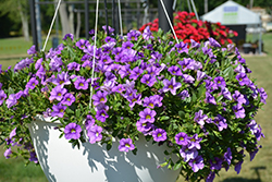 Calitastic Violet Skies Calibrachoa (Calibrachoa 'Wescacalisviosk') at Lakeshore Garden Centres