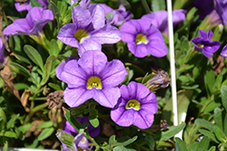 Calitastic Violet Skies Calibrachoa (Calibrachoa 'Wescacalisviosk') at Lakeshore Garden Centres