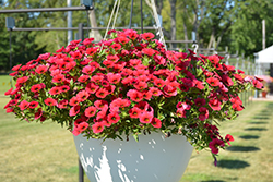 Calitastic Red Lips Calibrachoa (Calibrachoa 'Wescacalisreli') at Lakeshore Garden Centres