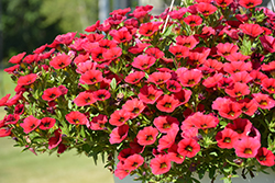 Calitastic Red Lips Calibrachoa (Calibrachoa 'Wescacalisreli') at Lakeshore Garden Centres