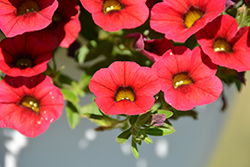 Calitastic Red Lips Calibrachoa (Calibrachoa 'Wescacalisreli') at Lakeshore Garden Centres