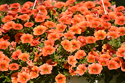 Calitastic Pumpkin Spice Calibrachoa (Calibrachoa 'Wescacalispusp') at Lakeshore Garden Centres