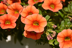 Calitastic Pumpkin Spice Calibrachoa (Calibrachoa 'Wescacalispusp') at Lakeshore Garden Centres