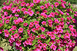 Calitastic Fancy Fuchsia Calibrachoa (Calibrachoa 'Wescacalisfafu') at Lakeshore Garden Centres