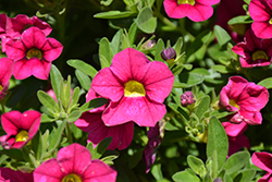 Calitastic Fancy Fuchsia Calibrachoa (Calibrachoa 'Wescacalisfafu') at Lakeshore Garden Centres