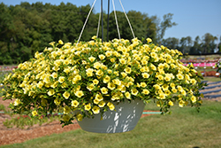 Million Bells Trailing Yellow Calibrachoa (Calibrachoa 'Million Bells Trailing Yellow') at Lakeshore Garden Centres