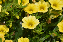 Million Bells Trailing Yellow Calibrachoa (Calibrachoa 'Million Bells Trailing Yellow') at Lakeshore Garden Centres