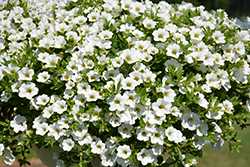 Million Bells Trailing White Calibrachoa (Calibrachoa 'Million Bells Trailing White') at Lakeshore Garden Centres