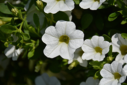 Million Bells Trailing White Calibrachoa (Calibrachoa 'Million Bells Trailing White') at Lakeshore Garden Centres