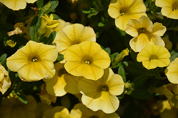 Million Bells Mounding Compact Yellow Calibrachoa (Calibrachoa 'Million Bells Mounding Compact Yellow') at Lakeshore Garden Centres