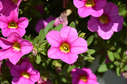 Million Bells Mounding Compact Pink Calibrachoa (Calibrachoa 'Million Bells Mounding Compact Pink') at Lakeshore Garden Centres