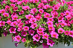 Calipetite Pink Calibrachoa (Calibrachoa 'Calipetite Pink') at Lakeshore Garden Centres