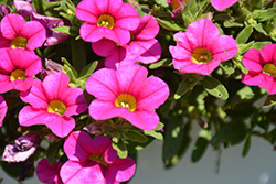 Calipetite Pink Calibrachoa (Calibrachoa 'Calipetite Pink') at Lakeshore Garden Centres