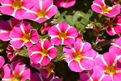 Superbells Rising Star Calibrachoa (Calibrachoa 'KLECA16006') at Lakeshore Garden Centres