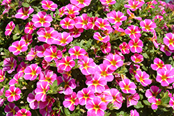 Superbells Rising Star Calibrachoa (Calibrachoa 'KLECA16006') at Lakeshore Garden Centres