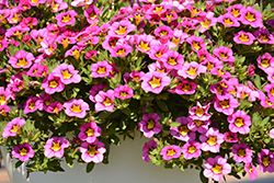 Superbells Hollywood Star Calibrachoa (Calibrachoa 'BBCAL26702') at Lakeshore Garden Centres