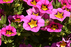 Superbells Hollywood Star Calibrachoa (Calibrachoa 'BBCAL26702') at Lakeshore Garden Centres