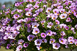 Unique Lavender Calibrachoa (Calibrachoa 'Unique Lavender') at Lakeshore Garden Centres