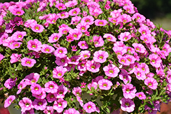 Unique Hot Pink Calibrachoa (Calibrachoa 'Unique Hot Pink') at Lakeshore Garden Centres