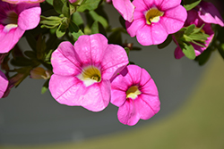 Unique Hot Pink Calibrachoa (Calibrachoa 'Unique Hot Pink') at Lakeshore Garden Centres