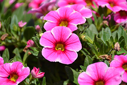 Volcano Pink Calibrachoa (Calibrachoa 'Volcano Pink') at Lakeshore Garden Centres