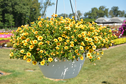 Volcano Gold Calibrachoa (Calibrachoa 'Volcano Gold') at Lakeshore Garden Centres