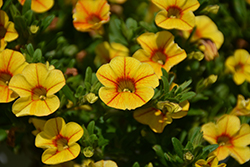 Volcano Gold Calibrachoa (Calibrachoa 'Volcano Gold') at Lakeshore Garden Centres