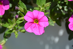 Lindura Pink Calibrachoa (Calibrachoa 'Lindura Pink') at Lakeshore Garden Centres