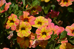 Chameleon Indian Summer Calibrachoa (Calibrachoa 'Wescachaminsu') at Lakeshore Garden Centres
