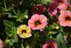 Chameleon Melon Berry Calibrachoa (Calibrachoa 'Wescachamebe') at Lakeshore Garden Centres