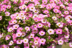 Chameleon Pink Sorbet Calibrachoa (Calibrachoa 'Weschachapisoi') at Lakeshore Garden Centres