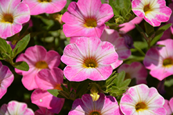 Chameleon Pink Sorbet Calibrachoa (Calibrachoa 'Weschachapisoi') at Lakeshore Garden Centres