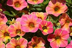 Chameleon Sunshine Berry Calibrachoa (Calibrachoa 'Wescachasube') at Lakeshore Garden Centres