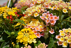 Bandana Lemon Squeeze Mix Lantana (Lantana camara 'Bandana Lemon Squeeze') at Lakeshore Garden Centres